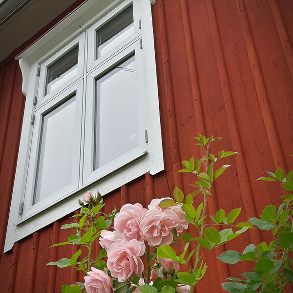 Vitt spröjsat fönster på röd träfasad med rosor framför