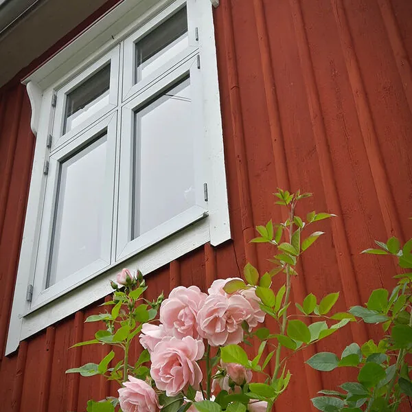Vitt spröjsat fönster på röd träfasad med rosor framför
